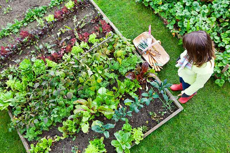 cultivar tus propios alimentos