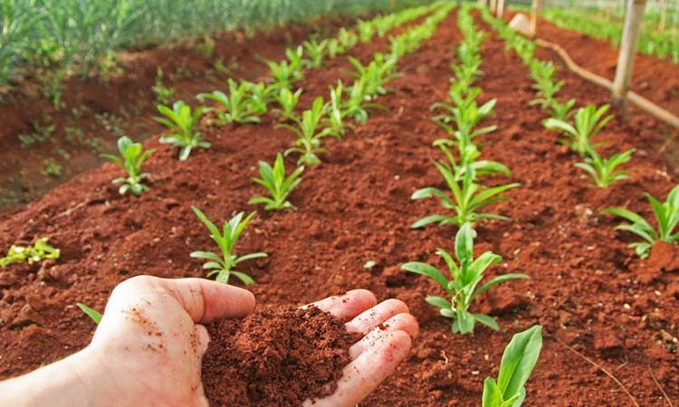 nutrición de cultivos