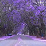 árboles con flores moradas