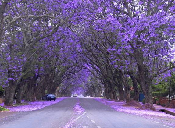 árboles con flores moradas