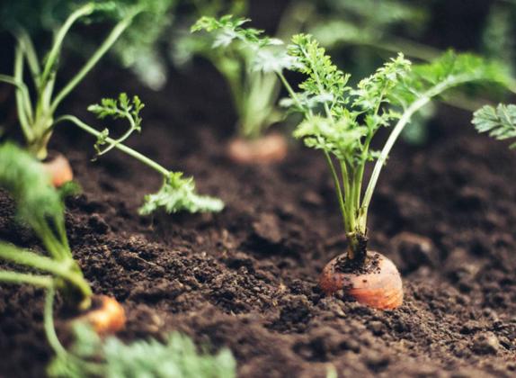 como cultivar zanahorias