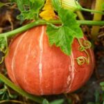 como se cultiva la calabaza