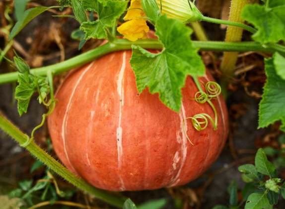 como se cultiva la calabaza