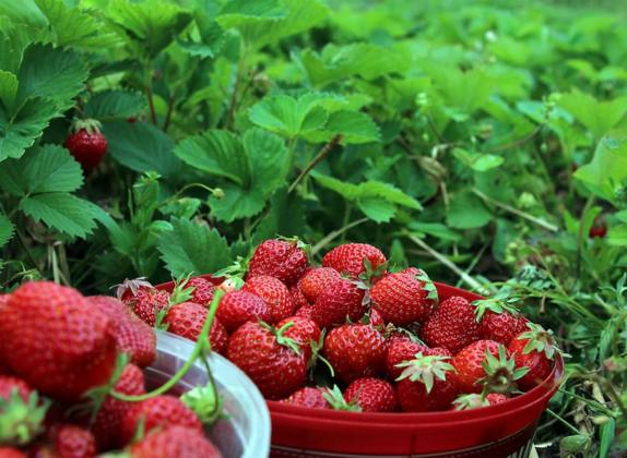 como se cultiva la fresa