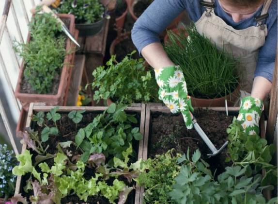 cultiva tus propios alimentos