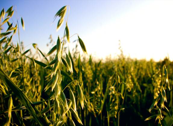 cultivo de avena