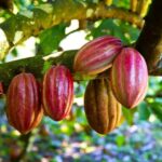 cultivo de cacao