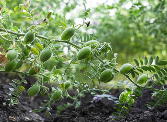 cultivo de garbanzo