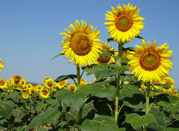 cultivo de girasol