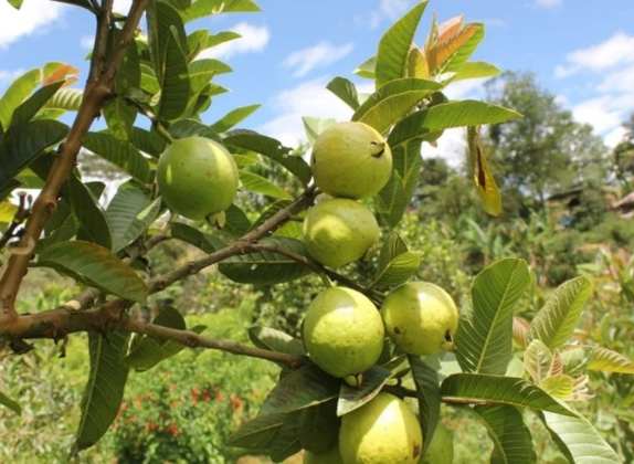 cultivo de guayaba