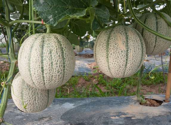 cultivo de melón