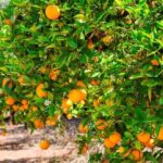 cultivo de naranja