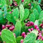 cultivo de nopal verdura