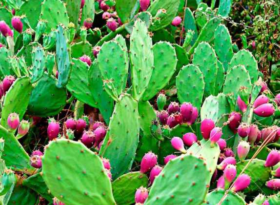 cultivo de nopal verdura