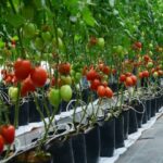 cultivo de tomate en invernadero