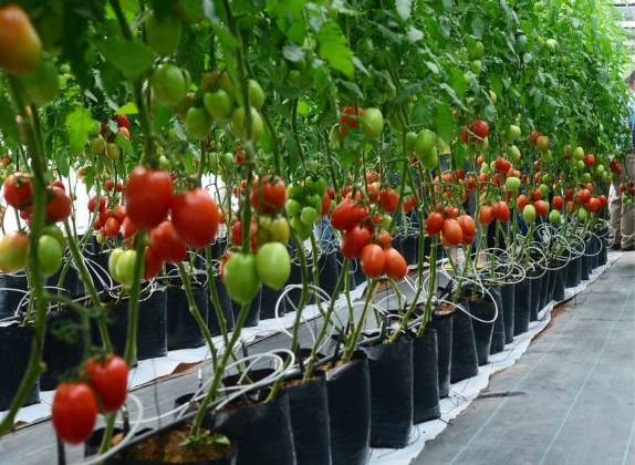 cultivo de tomate en invernadero