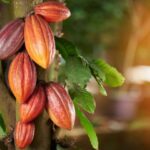 cultivo del cacao