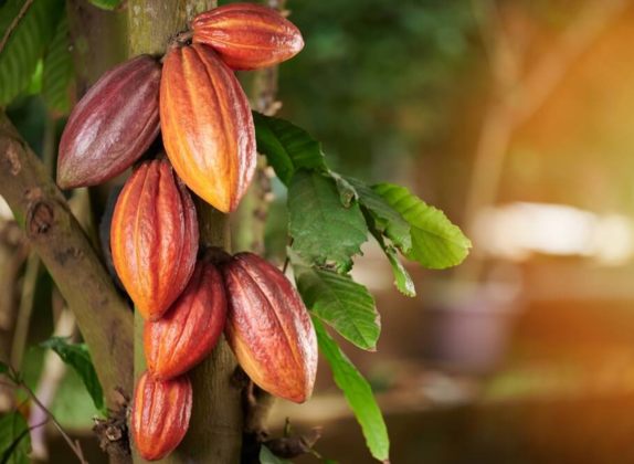 cultivo del cacao