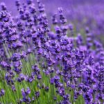 flor de lavanda