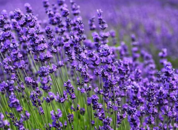 flor de lavanda