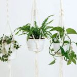 plantas colgantes de sombra con flores