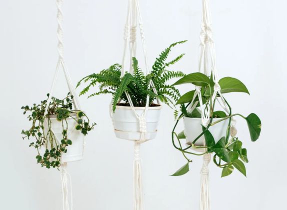 plantas colgantes de sombra con flores