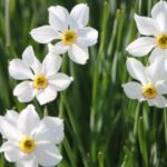 plantas con flores blancas