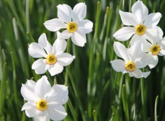 plantas con flores blancas