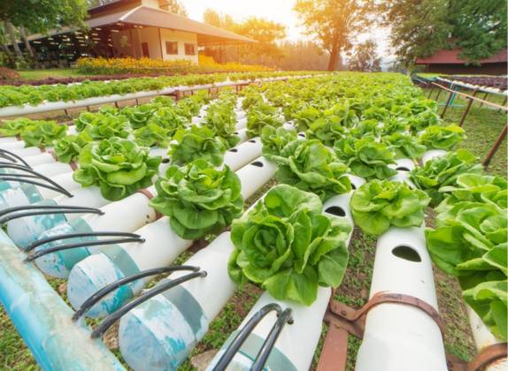 que se puede cultivar en hidroponía