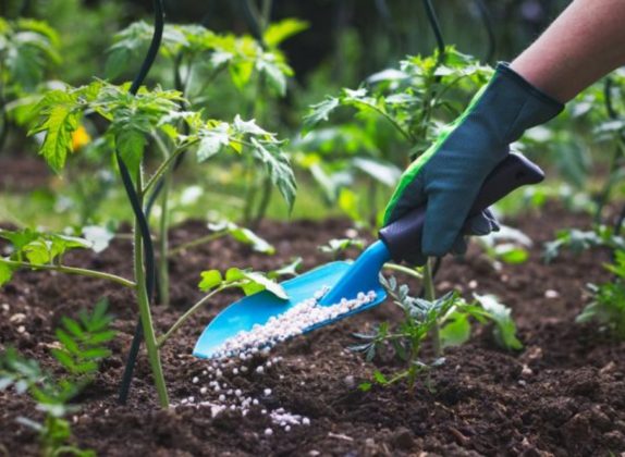 vitaminas para plantas